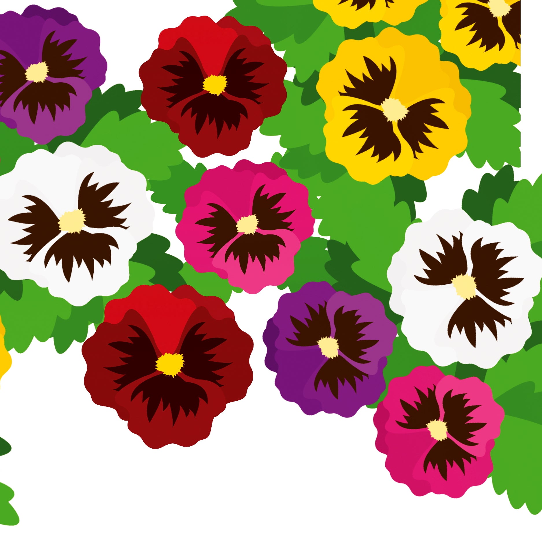 Stiefmütterchen Schweizer Riesen Mischung