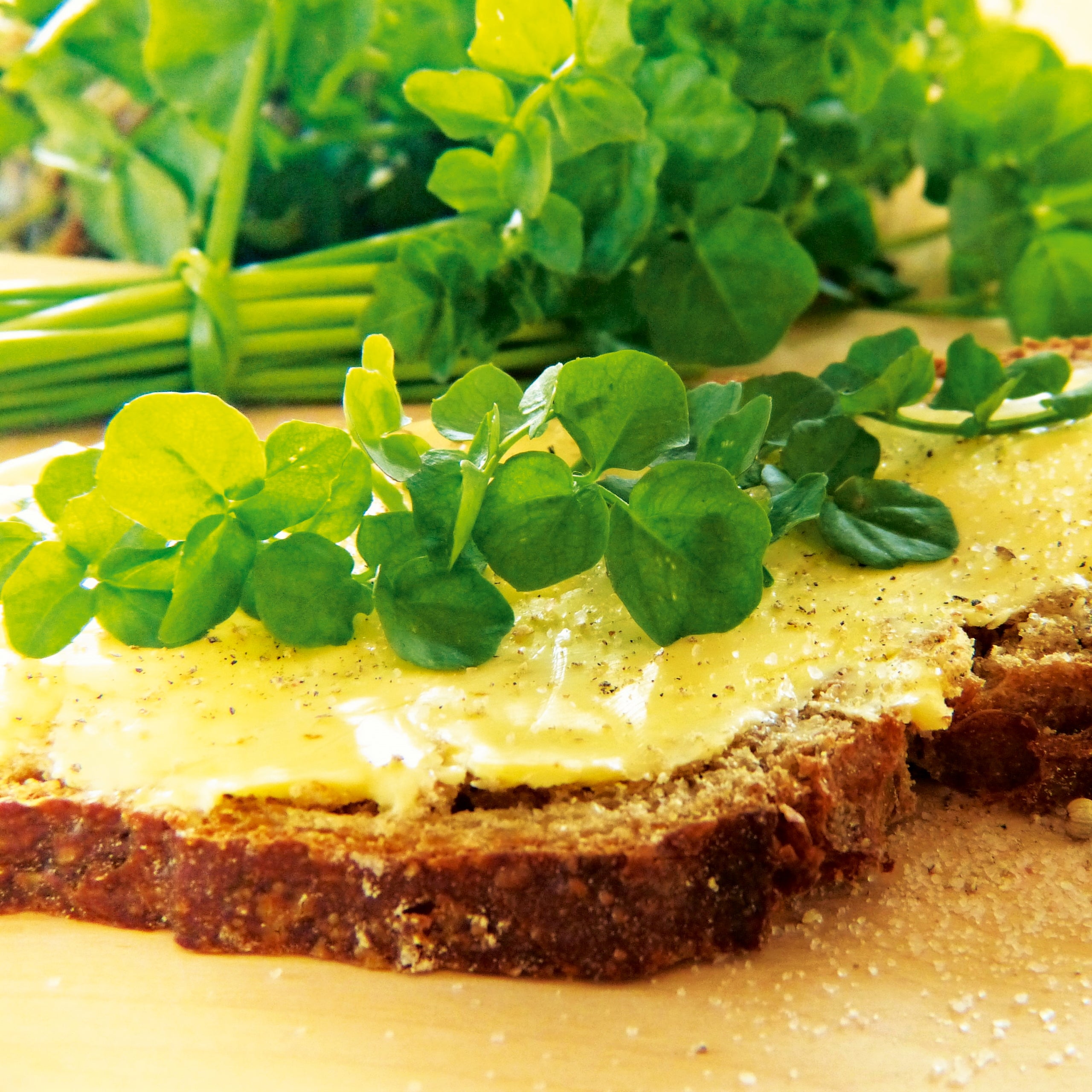 Brunnenkresse Kultivierte