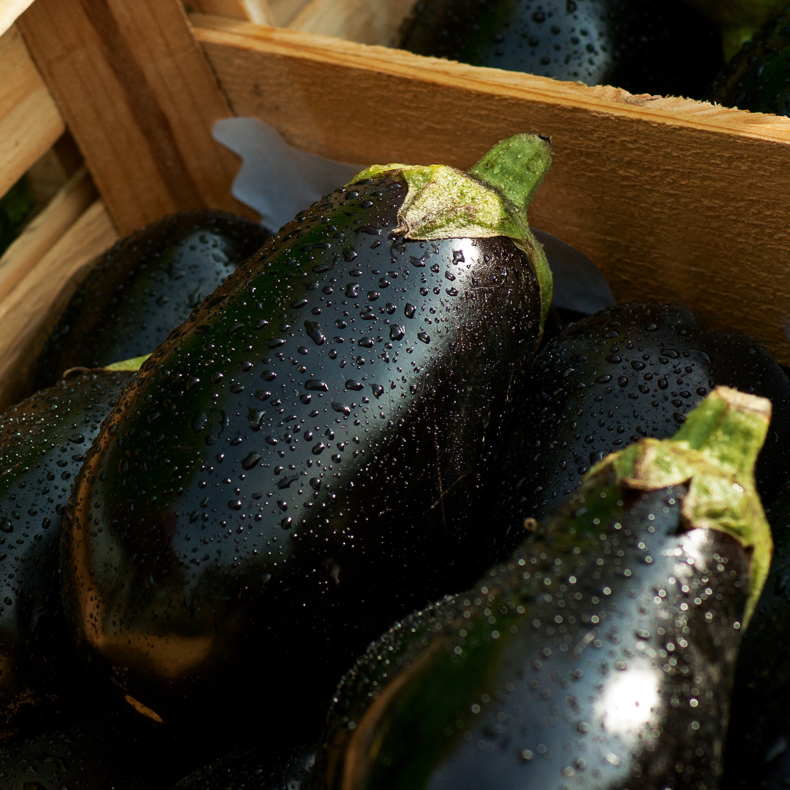 Aubergine Black Beauty