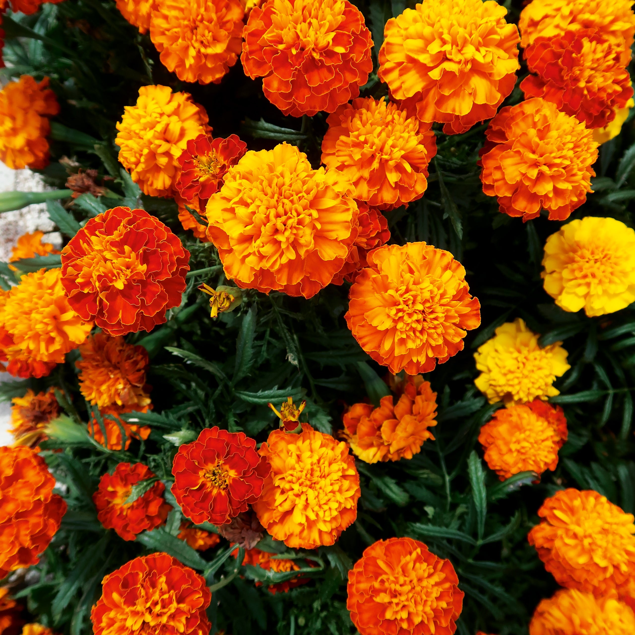 Studentenblume Tagetes Bonita Mischung