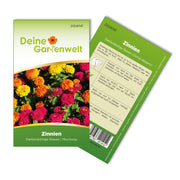 Zinnie Dahlienblütige Mischung