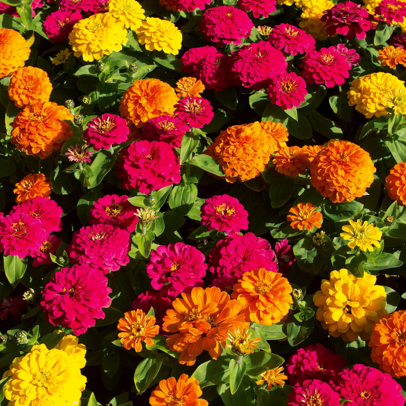 Zinnie Dahlienblütige Mischung