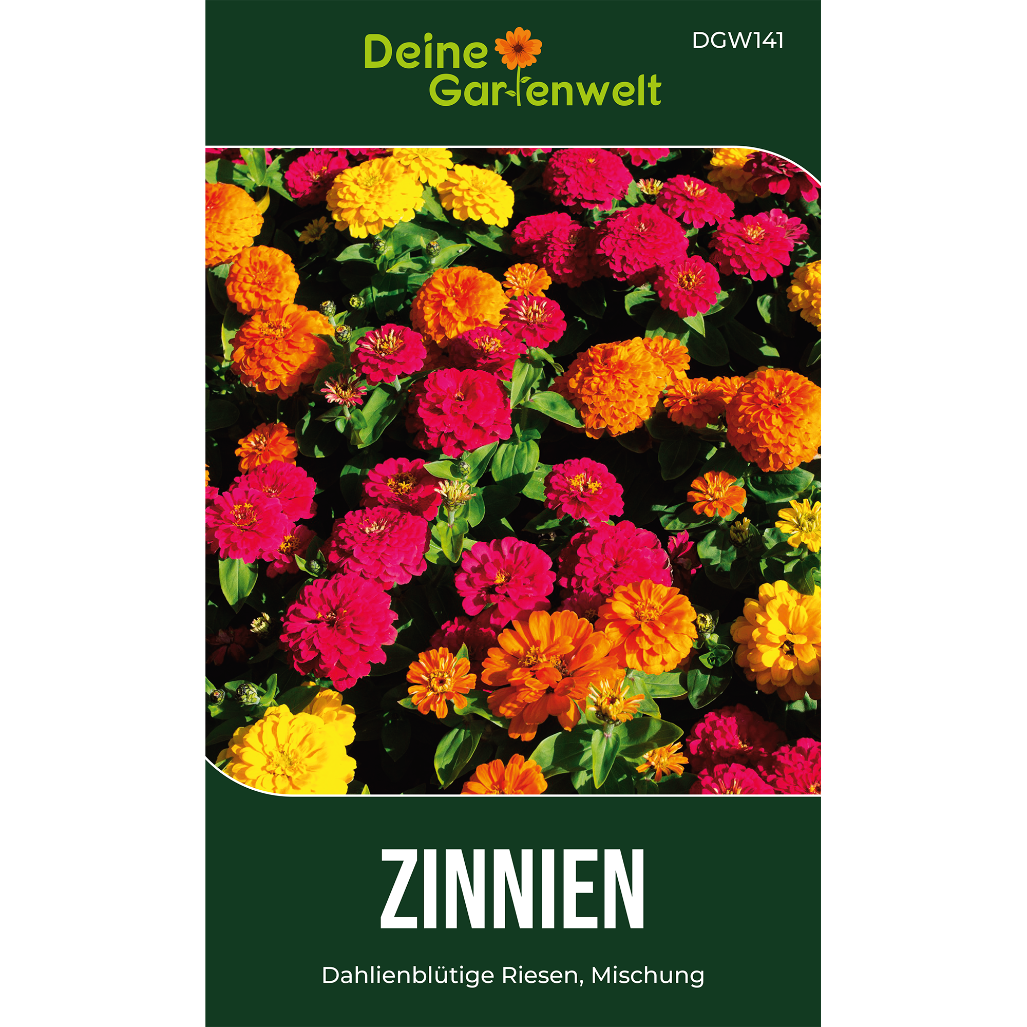 Zinnie Dahlienblütige Mischung Saatgut