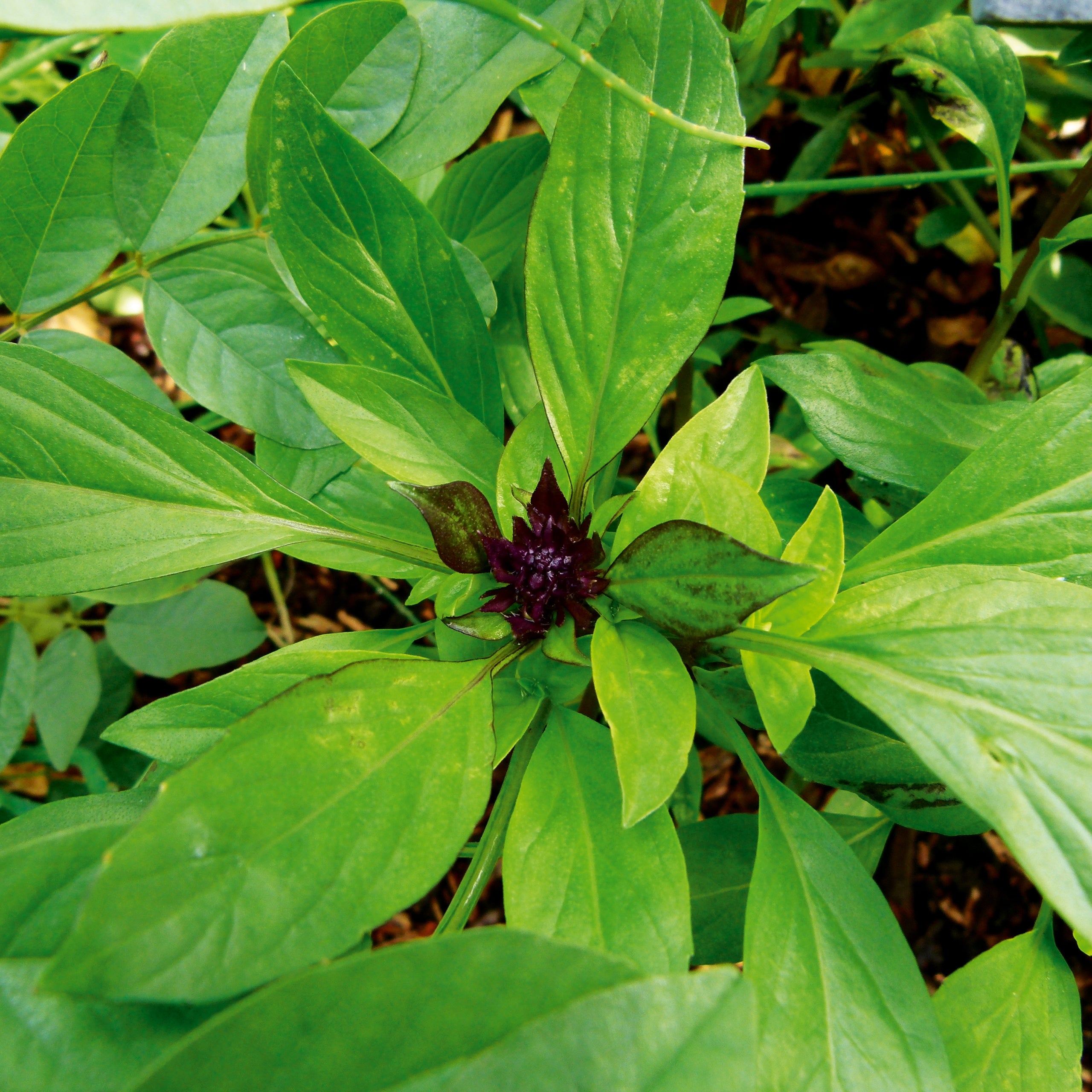 Basilikum Thai Siam Queen