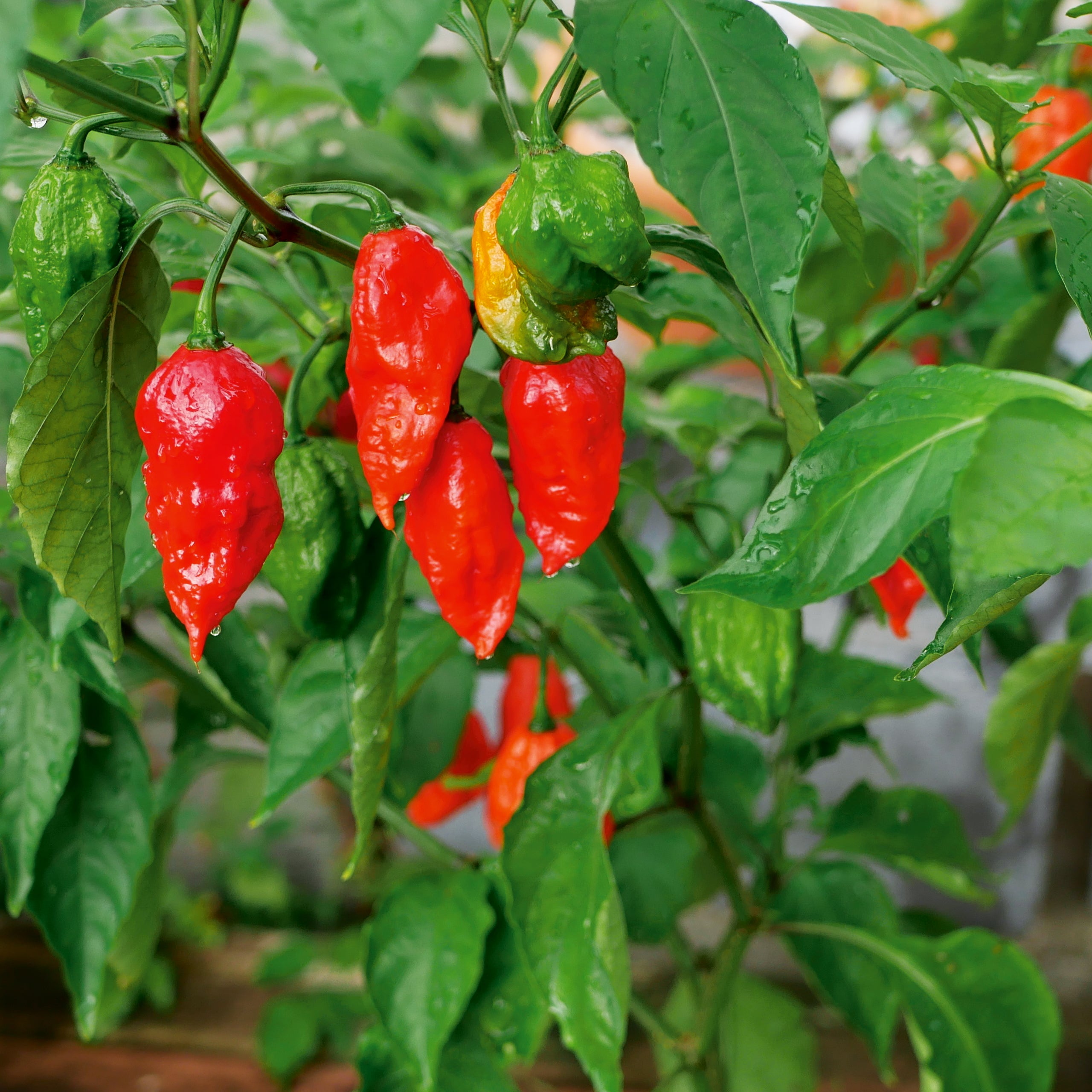 Chili Bhut Jolokia red