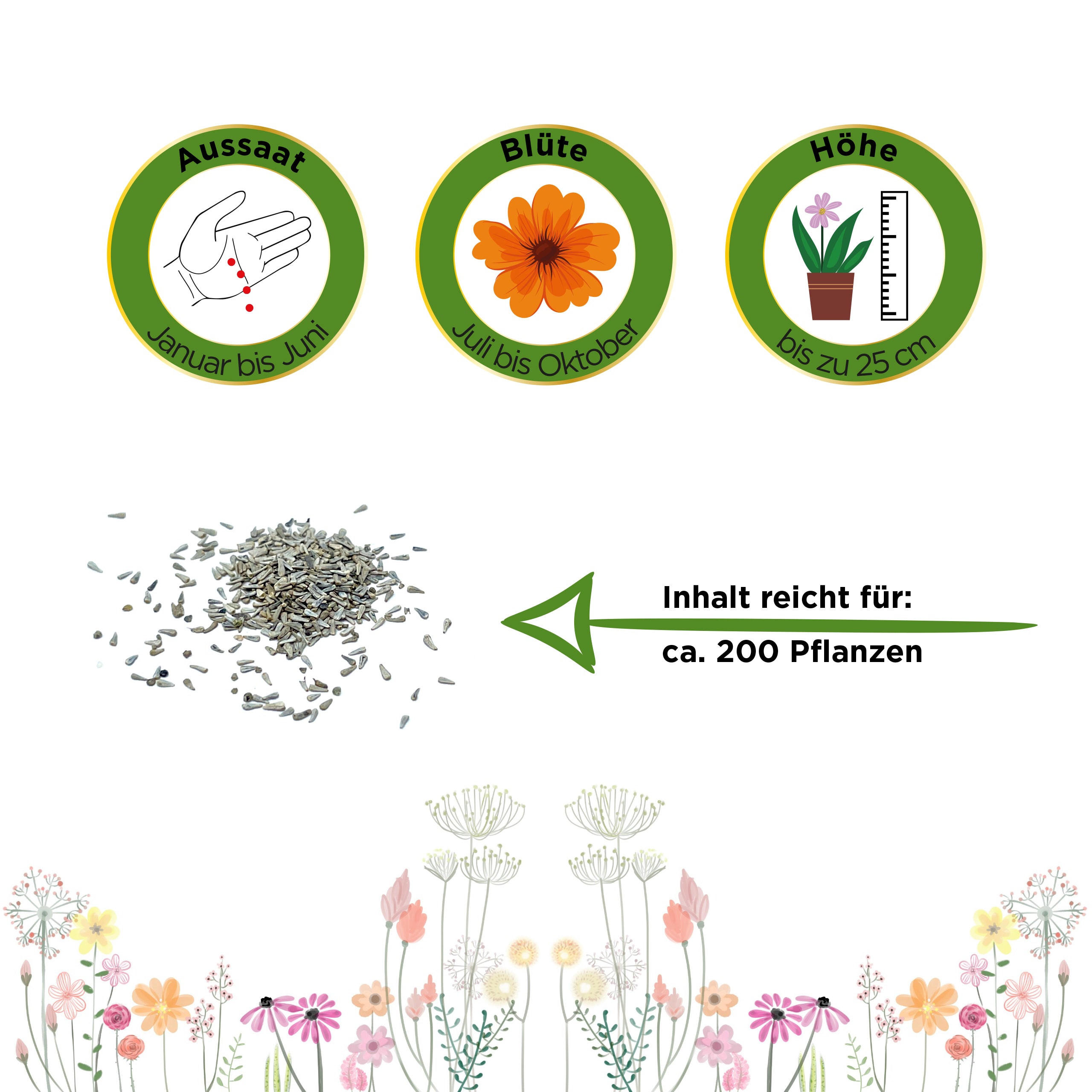 Australisches Gänseblümchen Blau