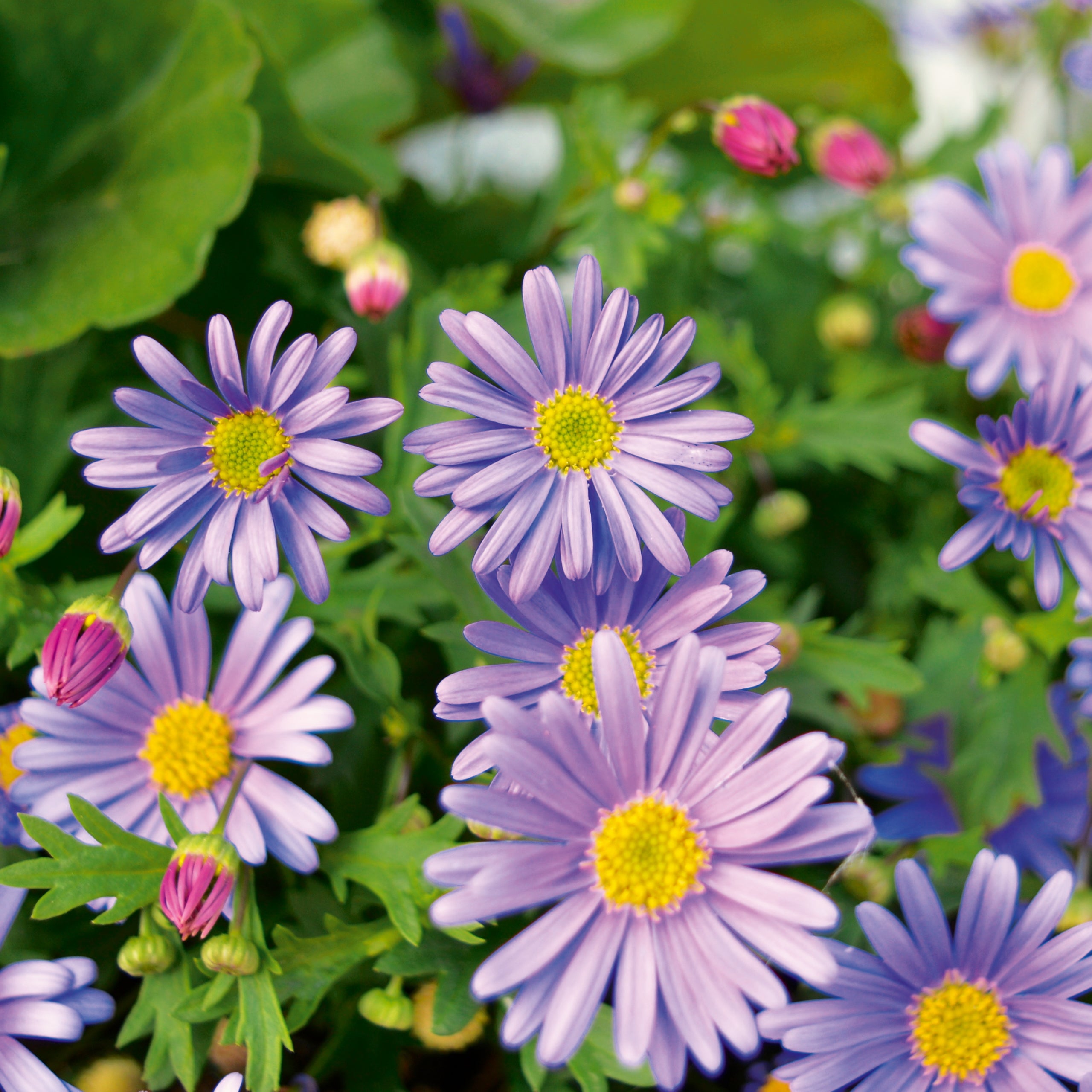 Australisches Gänseblümchen Blau