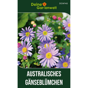 Australisches Gänseblümchen Blau