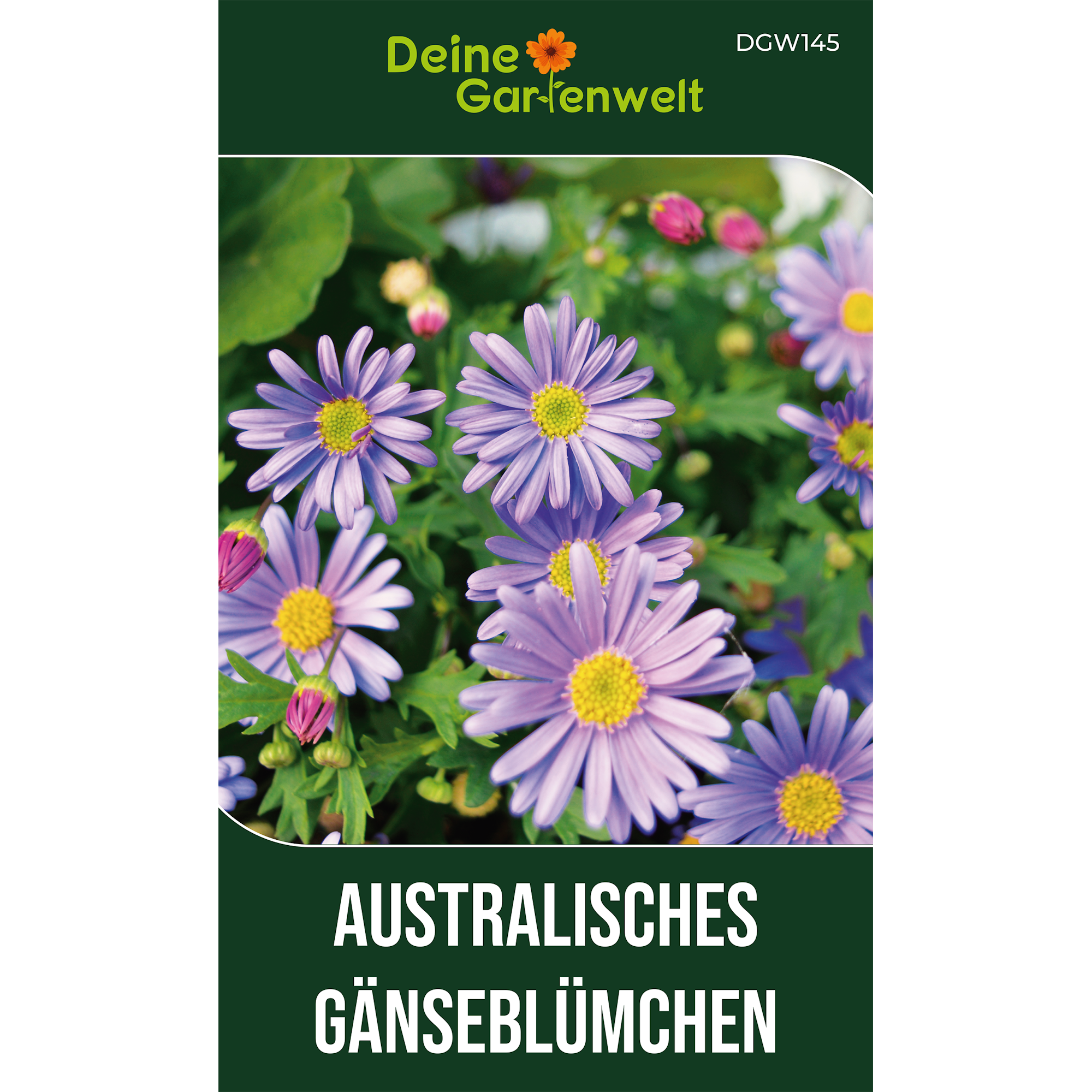 Australisches Gänseblümchen Blau