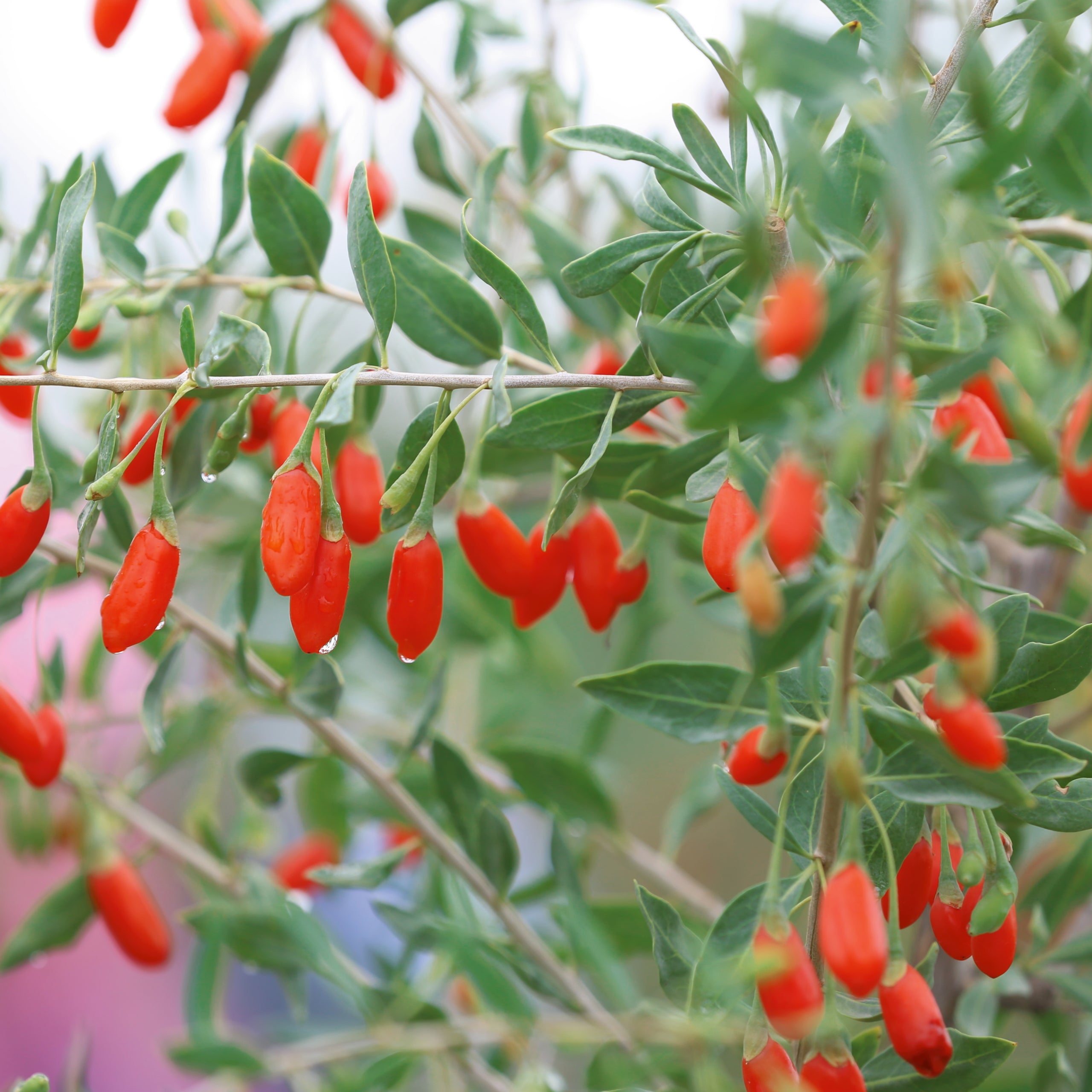 Gojibeere Chinesische Wolfsbeere