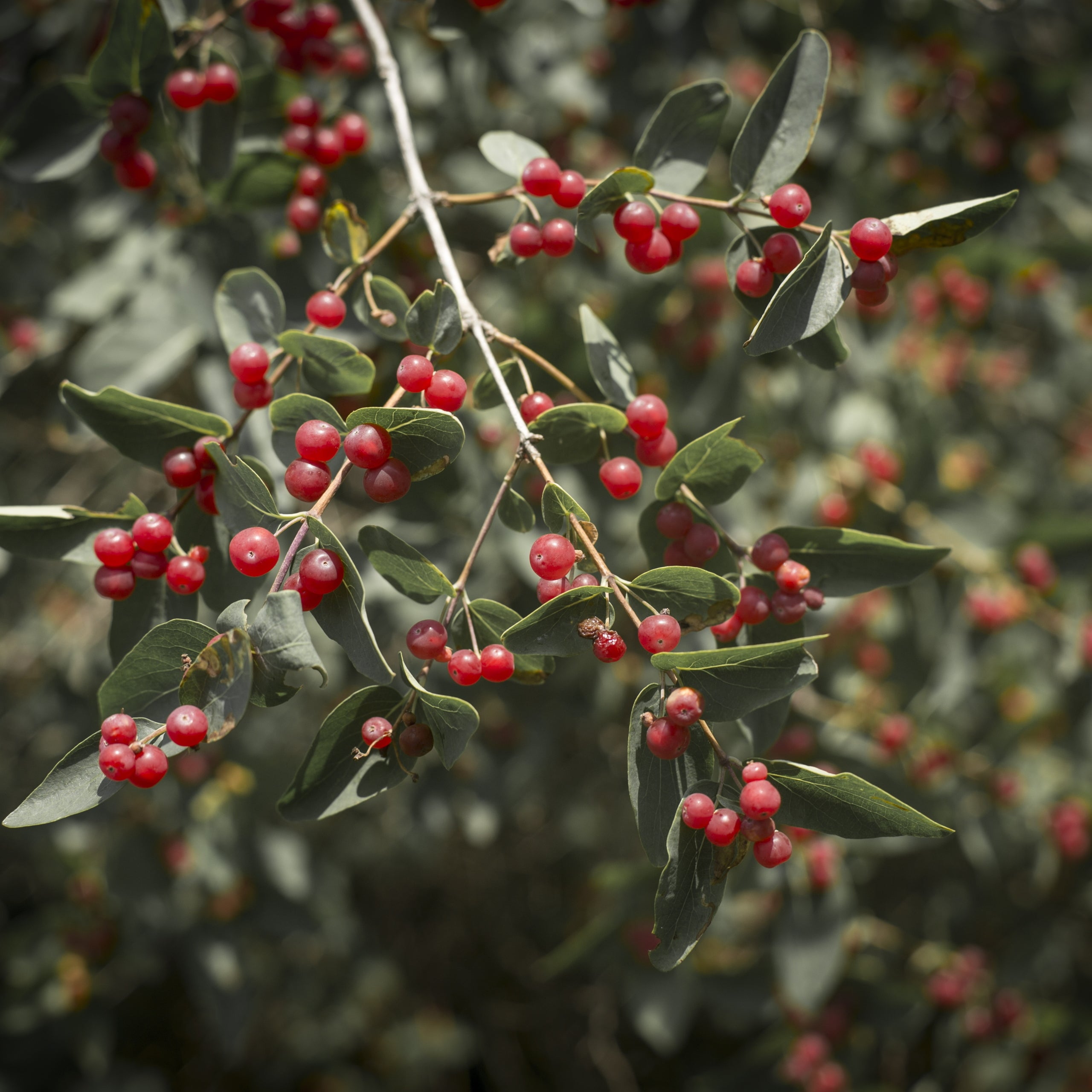 Gojibeere Chinesische Wolfsbeere