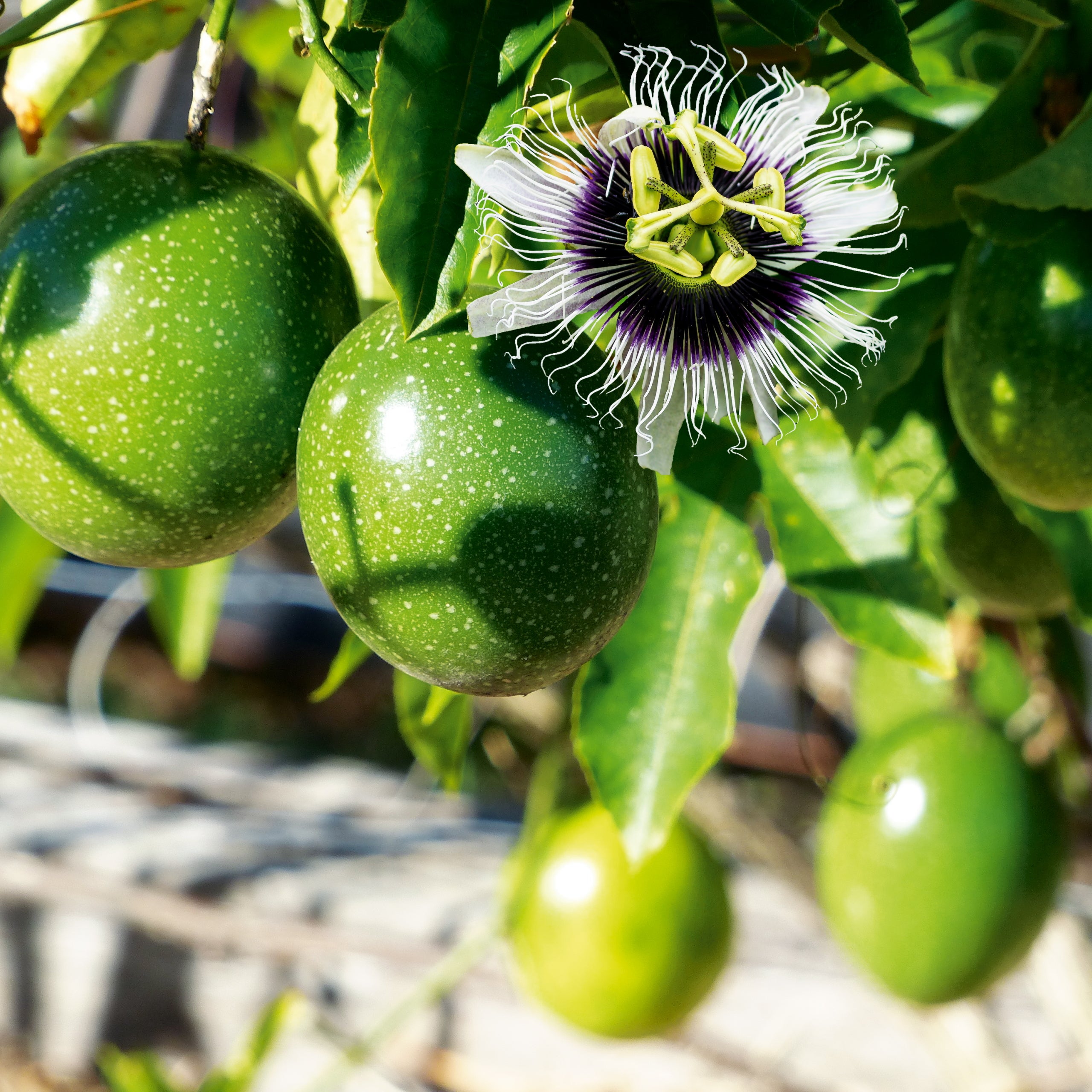 Passionsfrucht Maracuja