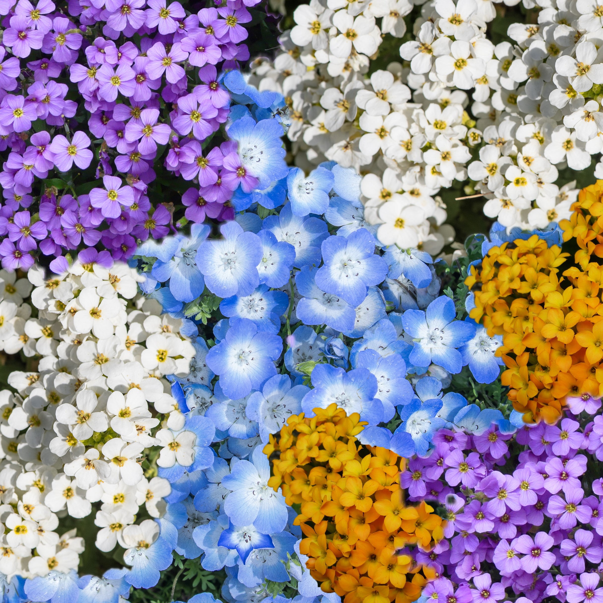 Blumenmischung Steingarten winterharte Stauden