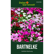 Bartnelke Gefüllte Mischung