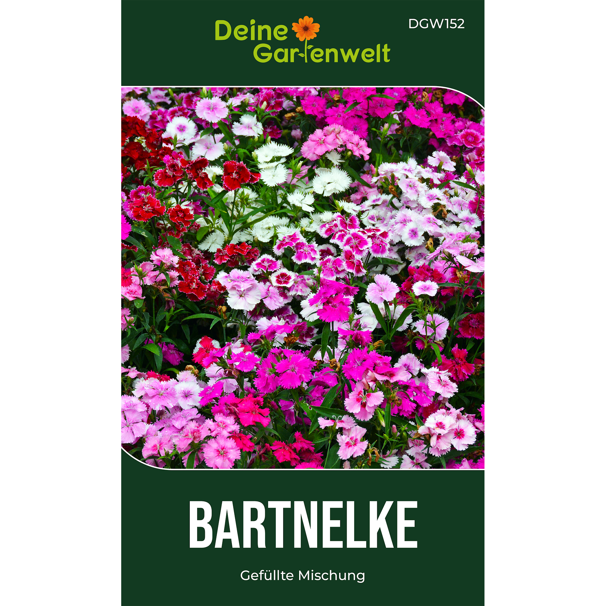 Bartnelke Gefüllte Mischung