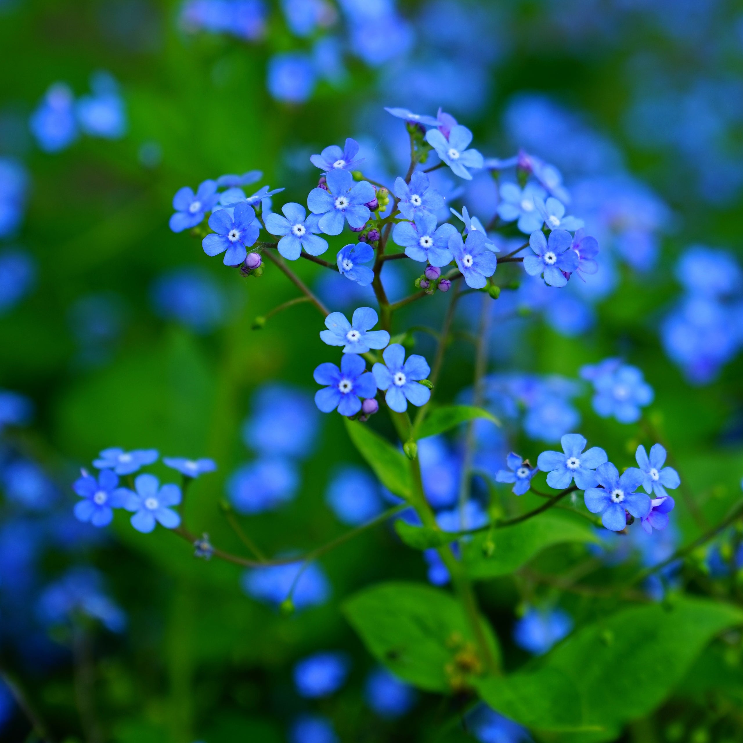 Vergissmeinnicht Indigo Compacta Blue