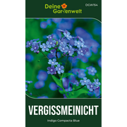 Vergissmeinnicht Indigo Compacta Blue