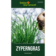 Zyperngras