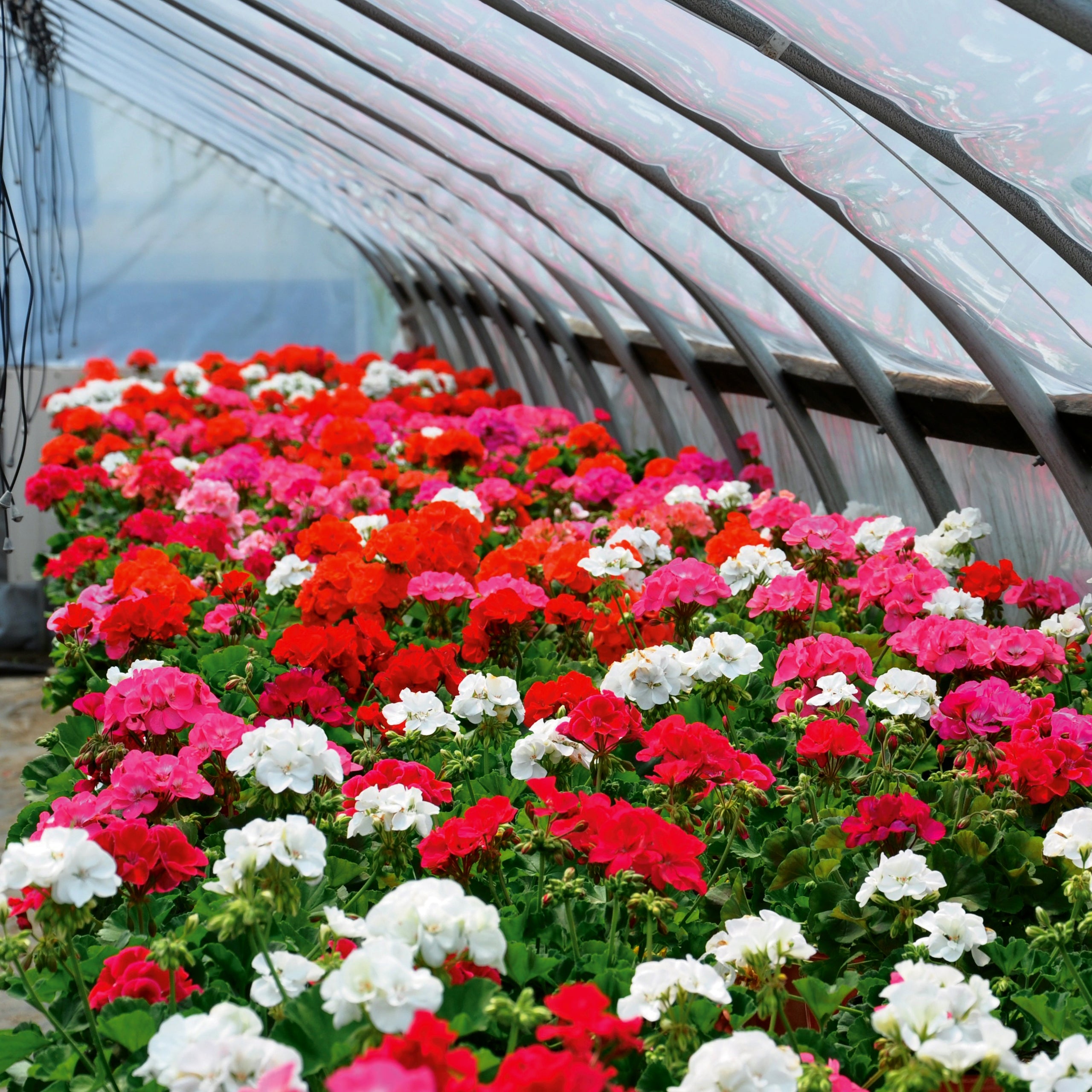 Hängegeranien Mischung