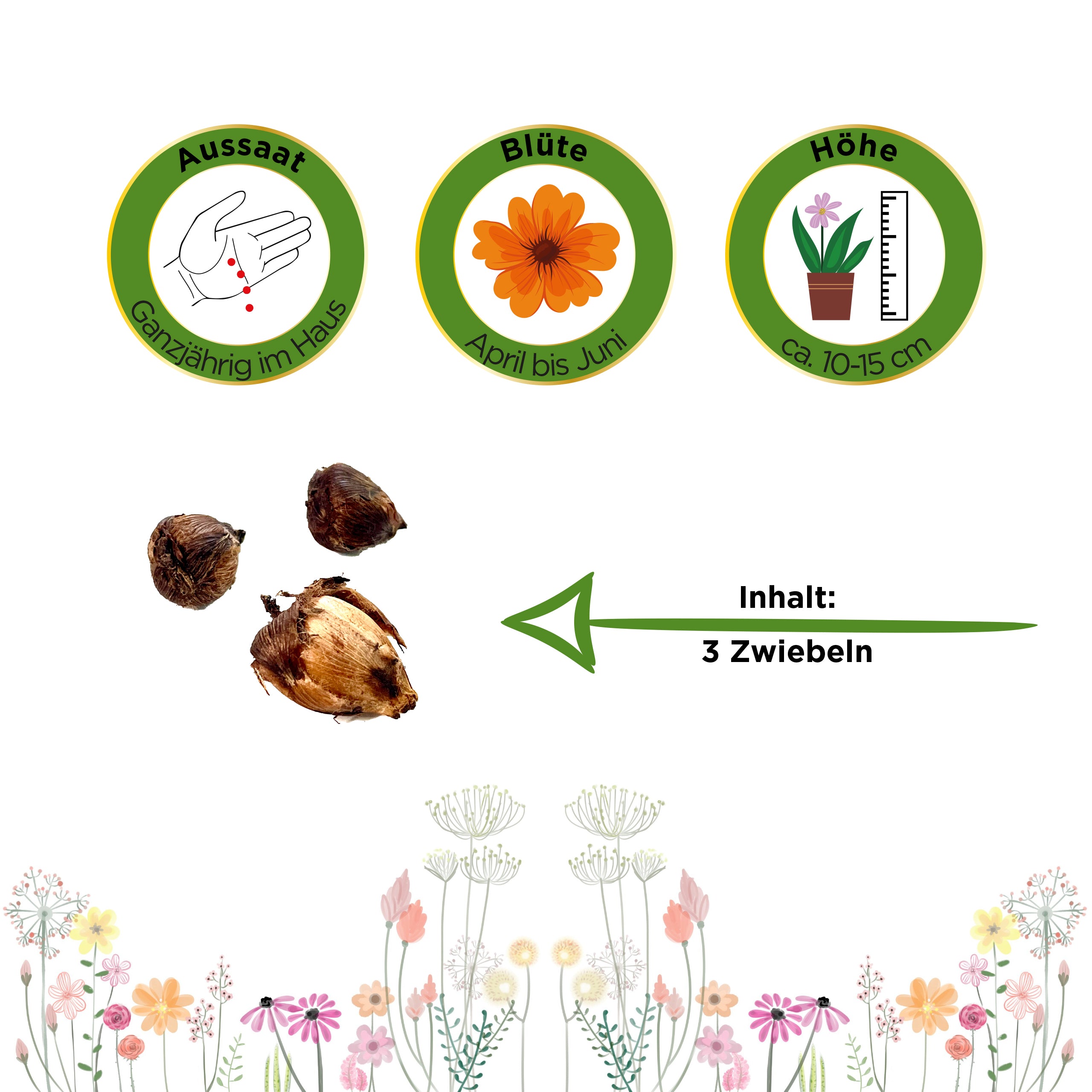 Glücksklee Zwiebeln