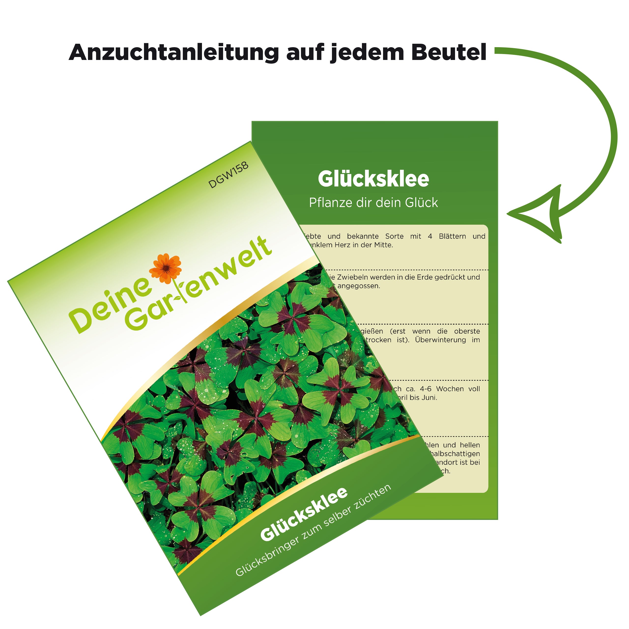 Glücksklee Zwiebeln