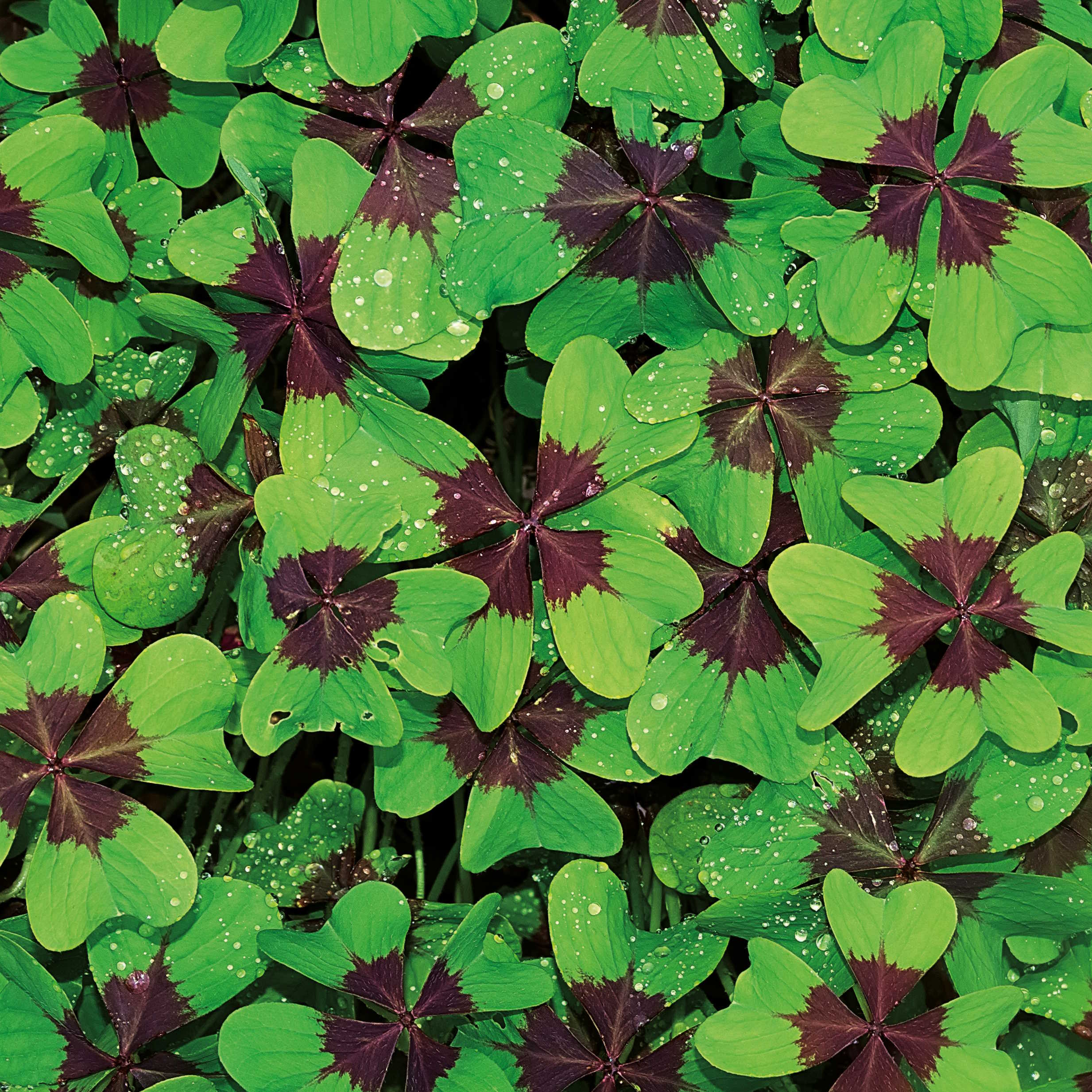 Glücksklee Zwiebeln