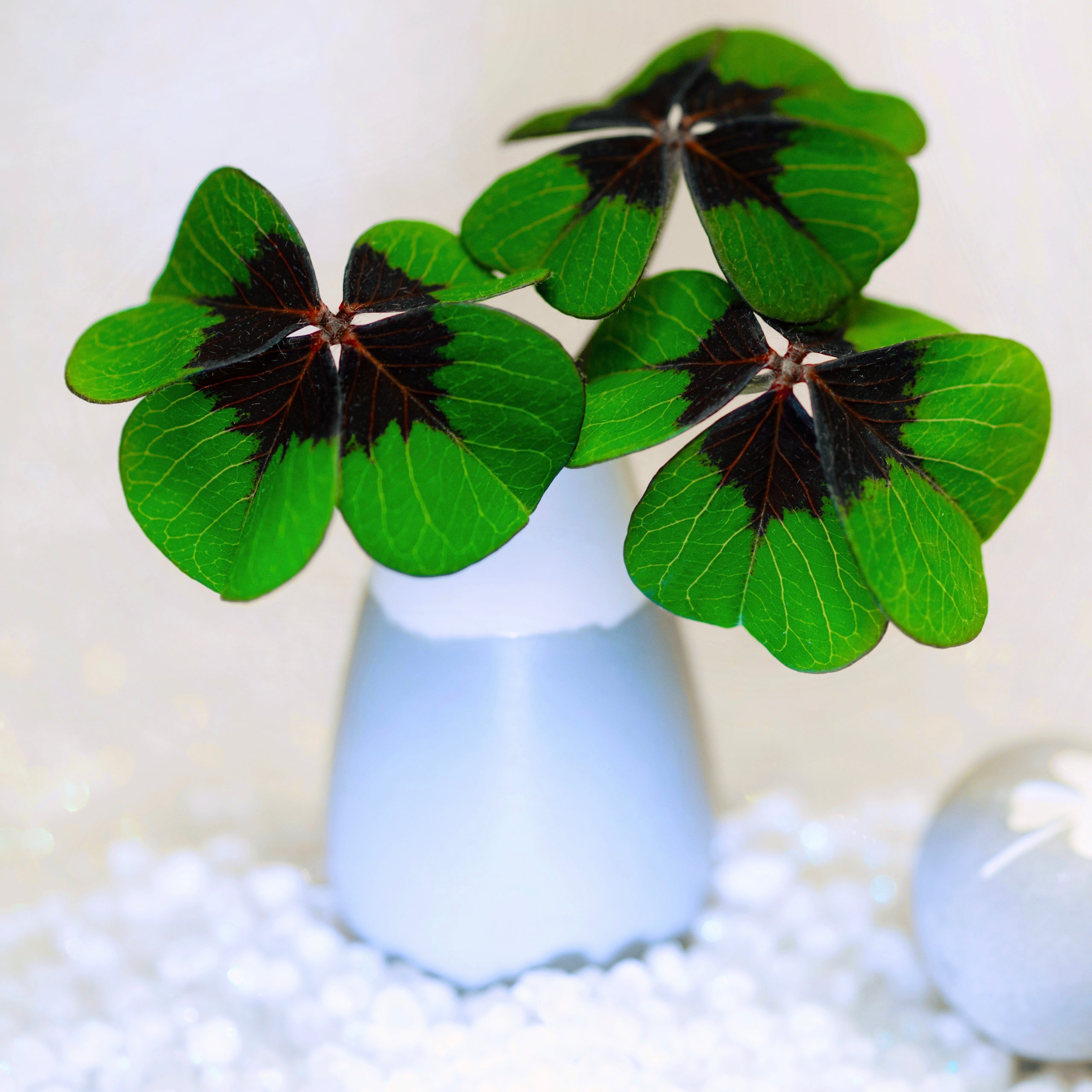 Glücksklee Zwiebeln