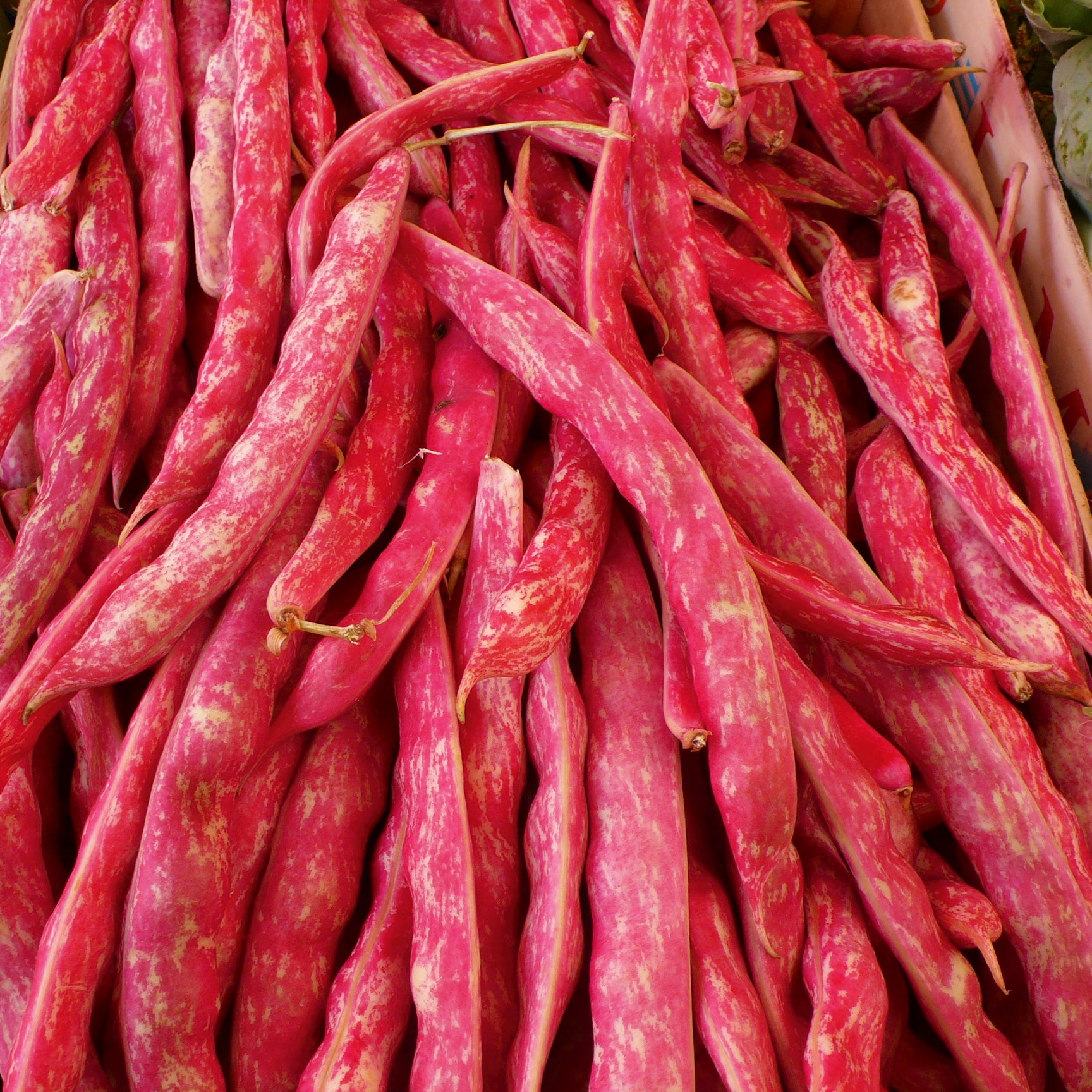 Buschbohne Borlotto Rosso