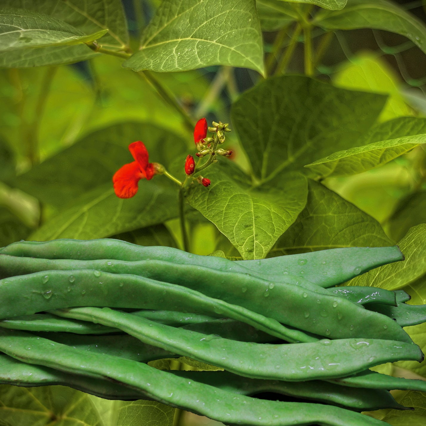 Prunkbohne Feuerbohne Preisgewinner