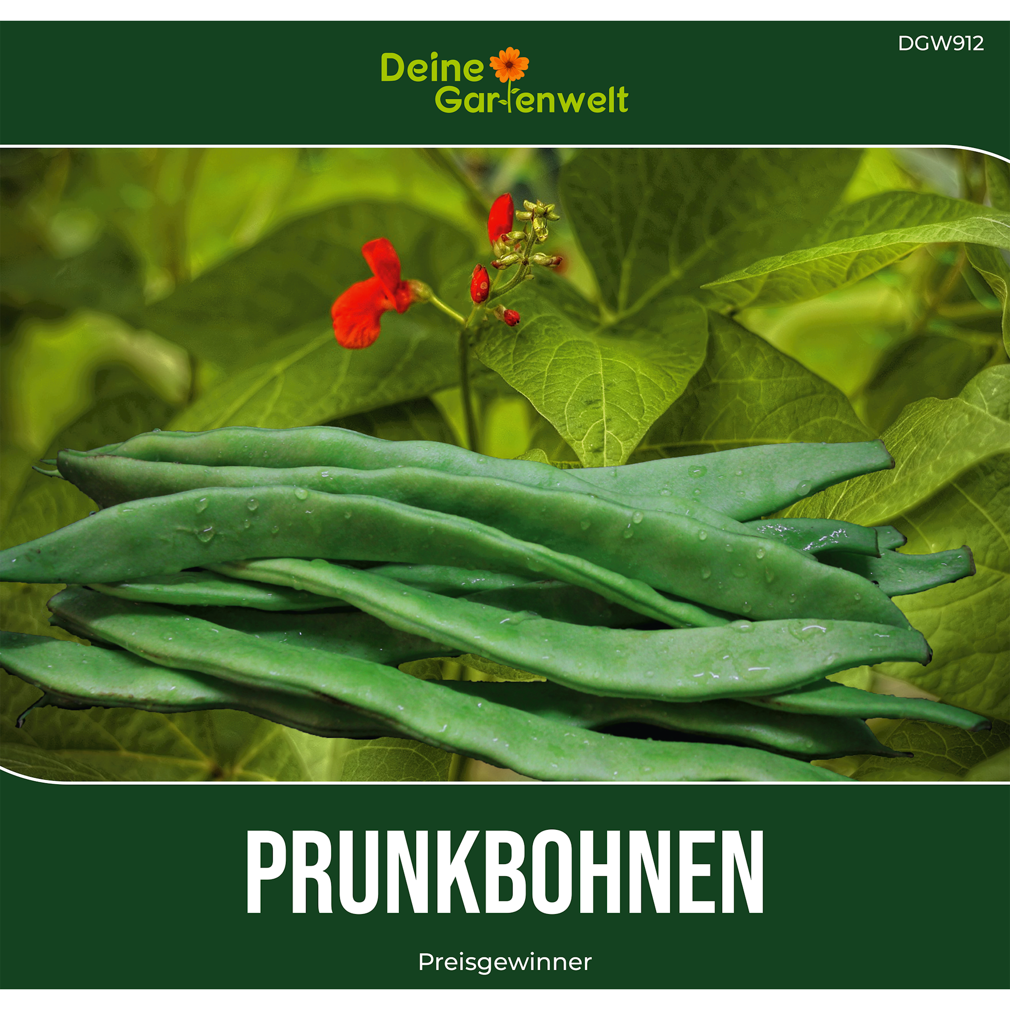 Prunkbohne Feuerbohne Preisgewinner