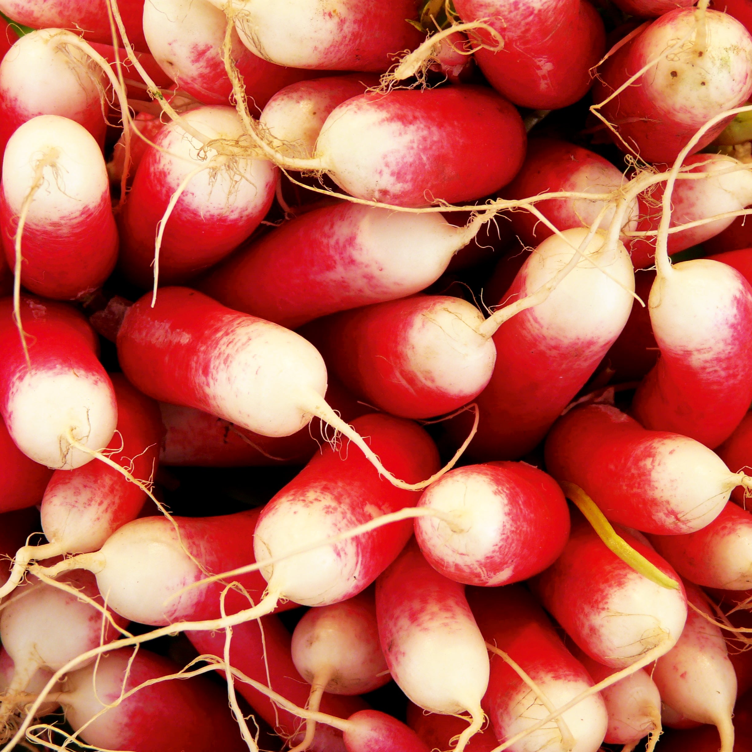 Radieschen 3 Sorten Saatband 5 m