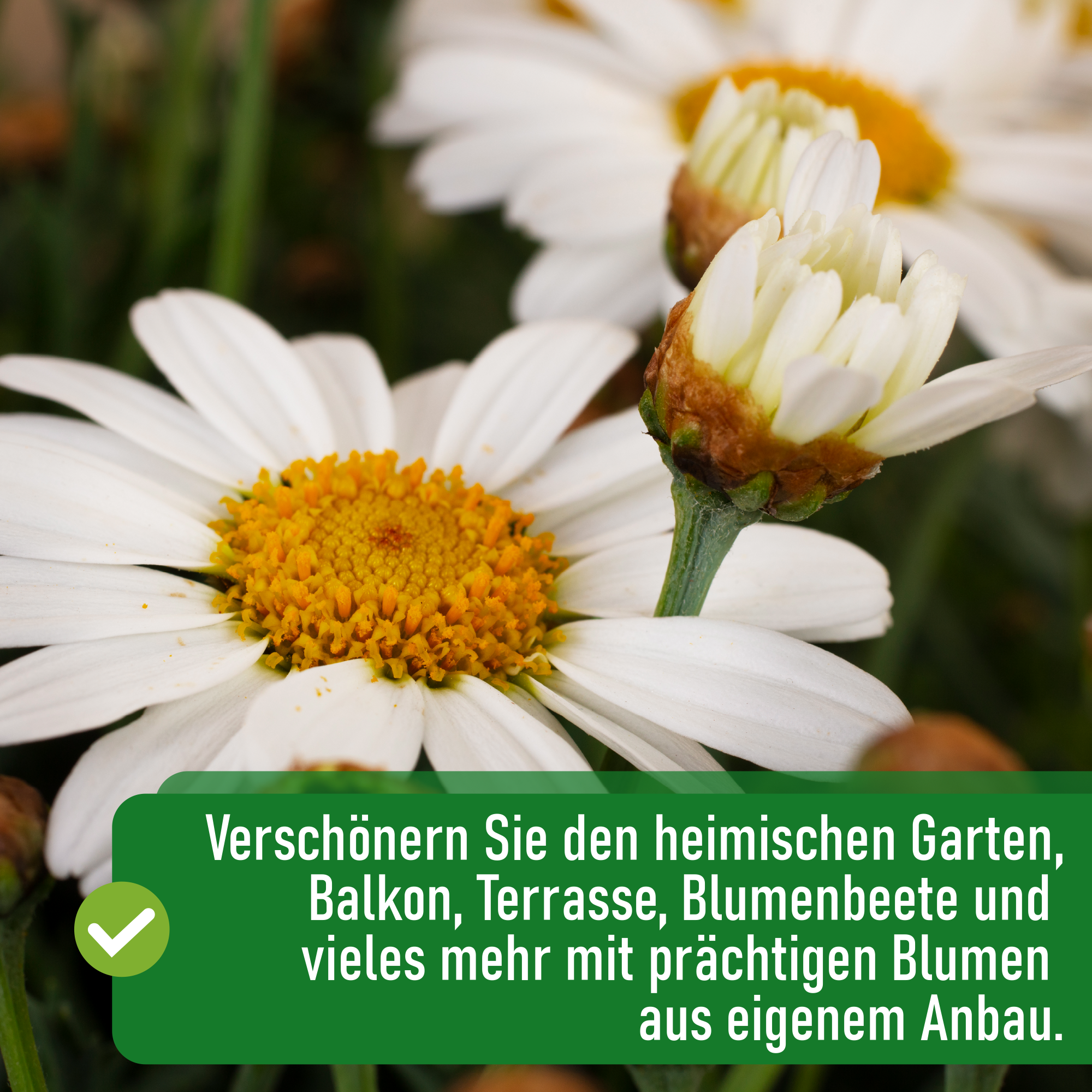Blumensamen-Set mit 10 Sorten