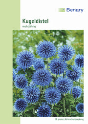 Kugeldistel Echinops ritro