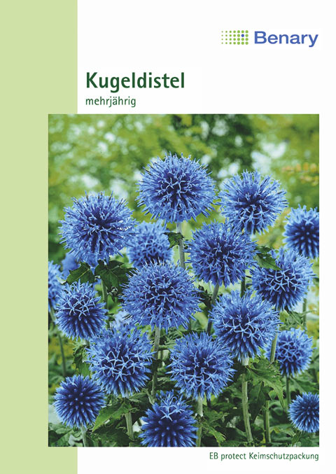 Kugeldistel Echinops ritro