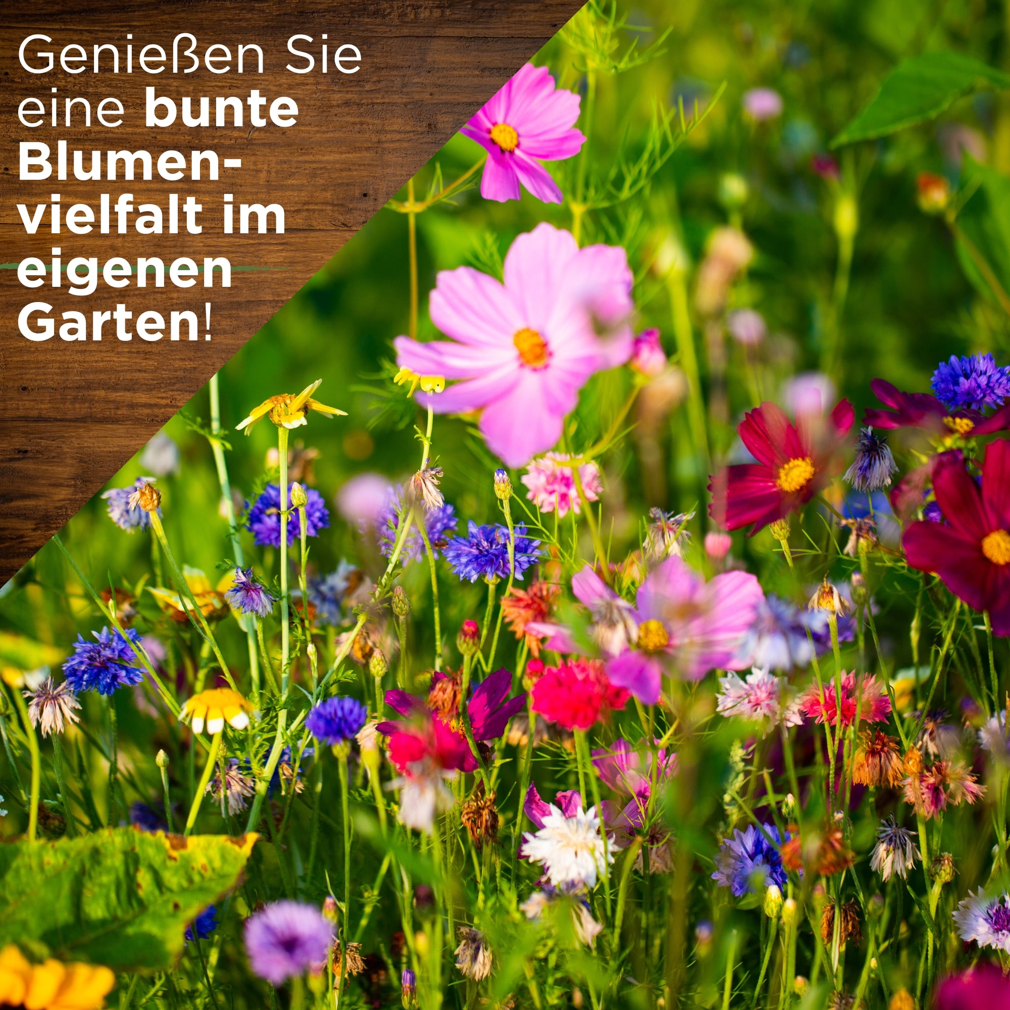 Sommerblumenwiese Blumenmischung 100 g